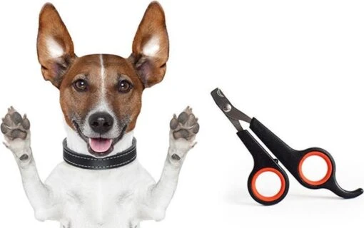 HMerch™ Nagelschaar Voor Honden En Katten - Nagelknipper - Nagels Schaar Voor Hond Of Kat - Nagelschaartje - Zwart -Bekende Cosmetica Winkel